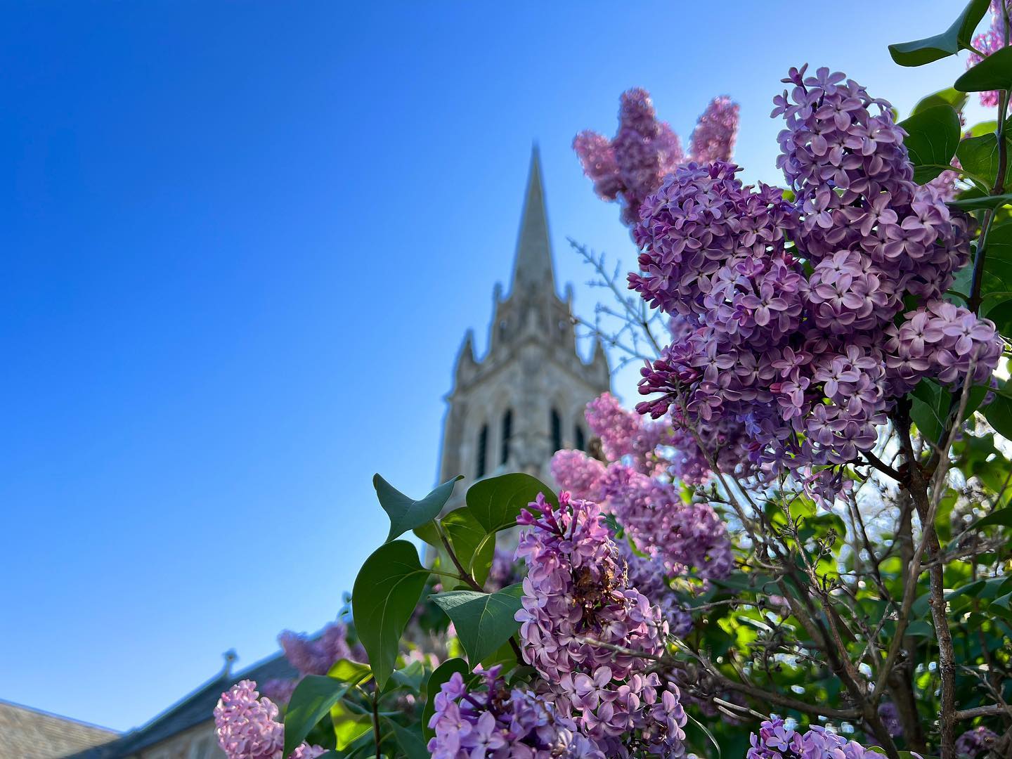 lilacs steeple